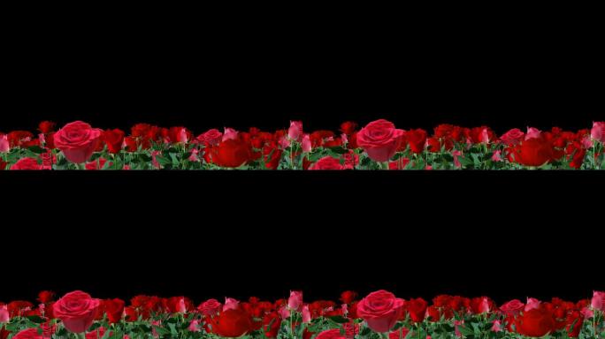 玫瑰花摇曳-无缝循环带透明通道