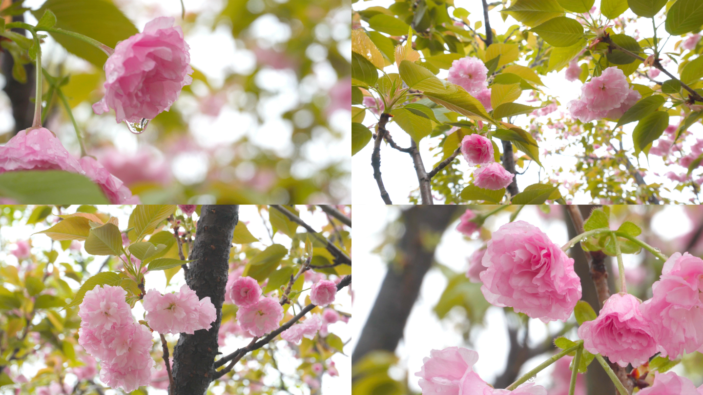 【4K】雨后鲜花、花朵上的水珠