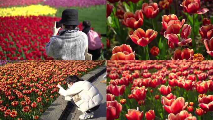 行走在郁金香花海中的人群