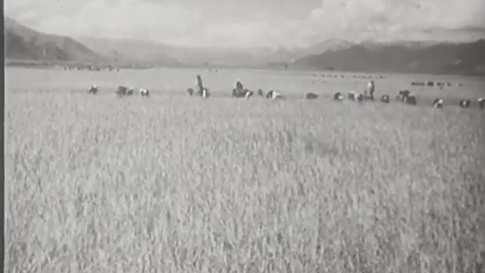 1960年代中国农业大丰收场景