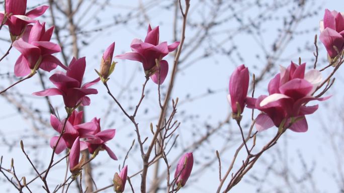 玉兰花4k春暖花开