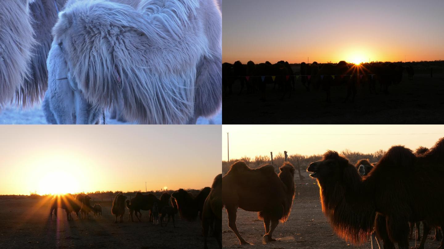 骆驼群与日出，带同期声