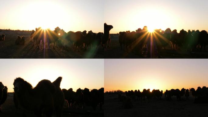 日落中的骆驼群，带同期声