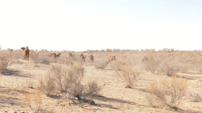 天然融合，沙漠，梭梭林，骆驼群