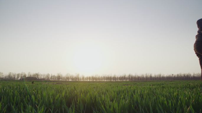 【原创】夕阳下锄草