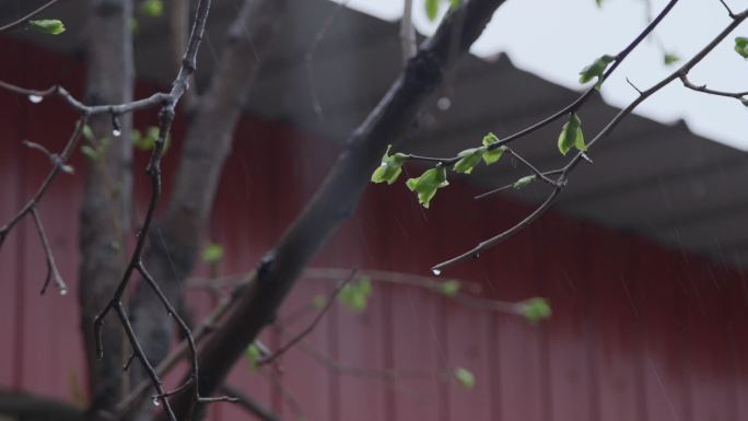 【原创】农村下雨慢镜头