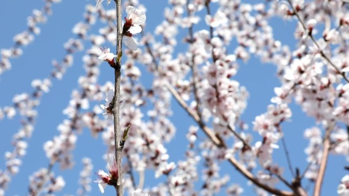 美丽浪漫的桃花樱花开放的实拍视频