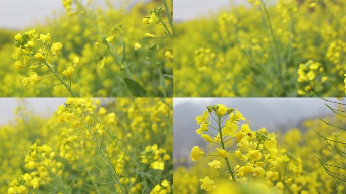 超清油菜花视频