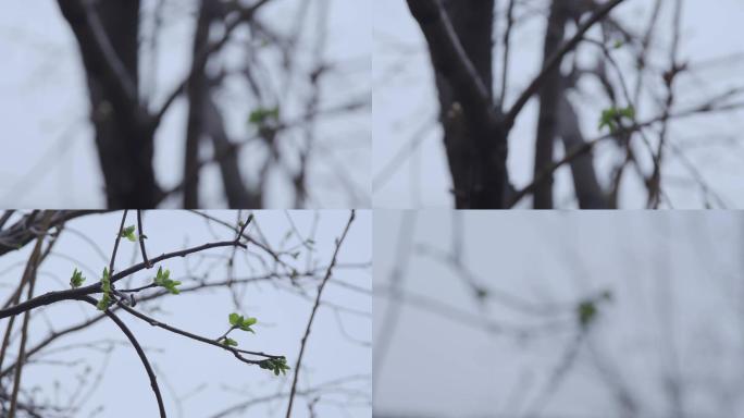 【原创】连绵春雨