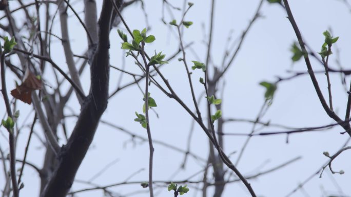 【原创】春雨贵如油