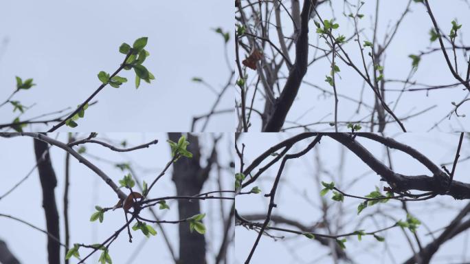 【原创】春雨贵如油