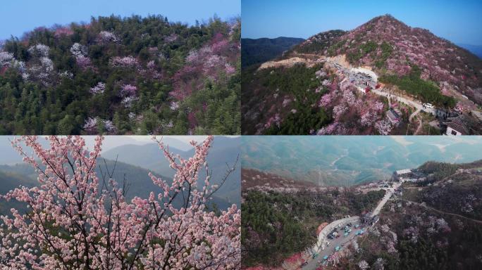 葛仙山野樱花