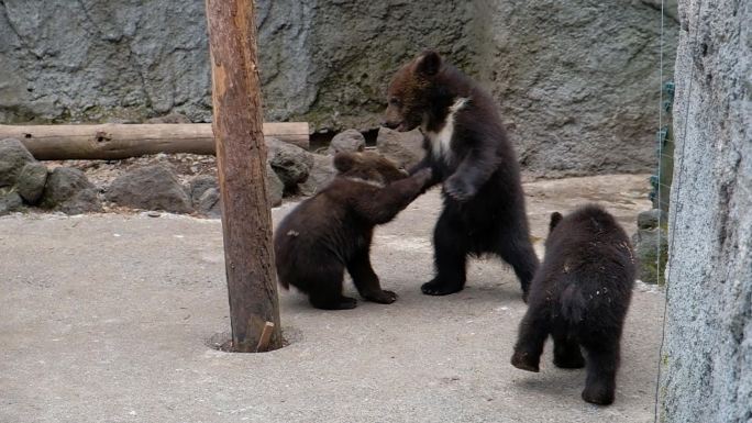 日本动物园小熊打架嬉闹