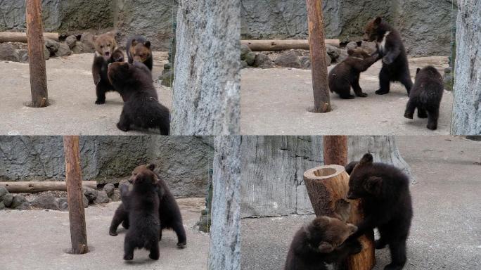 日本动物园小熊打架嬉闹