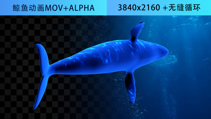 4三维全息鲸鱼视频素材