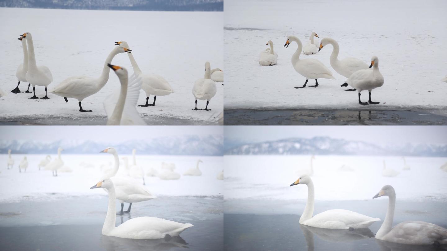 天鹅雪景冬天动物