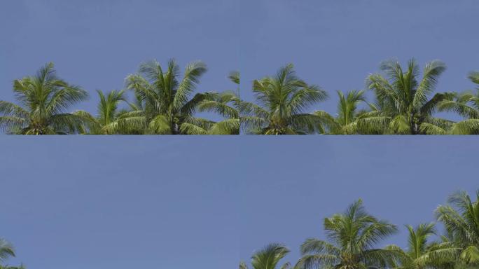 蓝天椰子树棕榈树海边风景空镜头