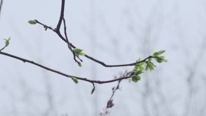 【原创】春天的雨慢镜头