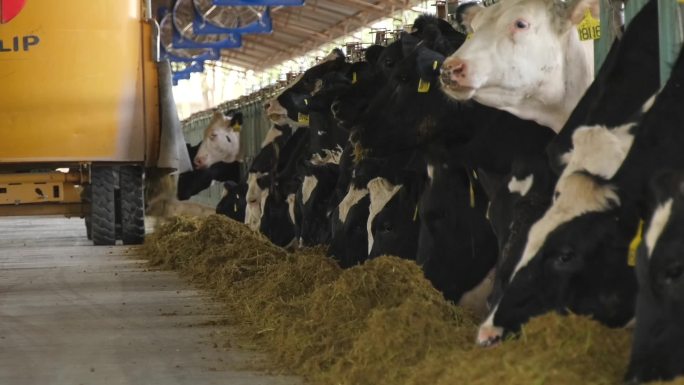奶牛养殖，饲喂，草料，科技