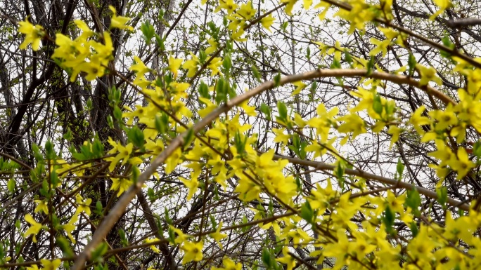 4k春天迎春花连翘花盛开