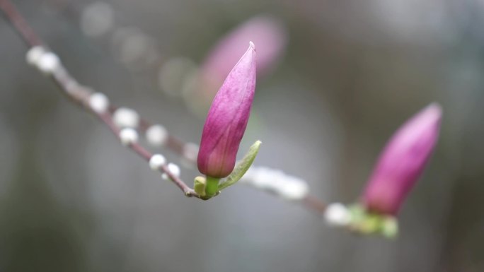 玉兰花开了