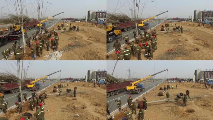 路边绿化建设实拍