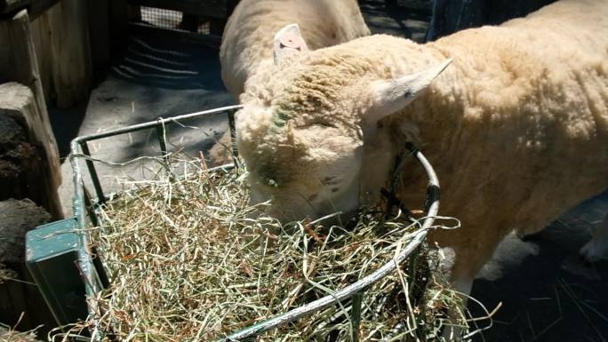日本动物园羊吃草