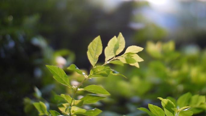 春天花蝴蝶野花野草蜜蜂采蜜视频素材