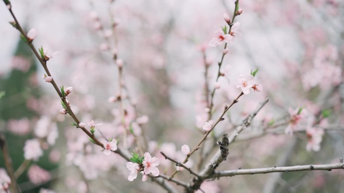 春季萌芽粉色桃花