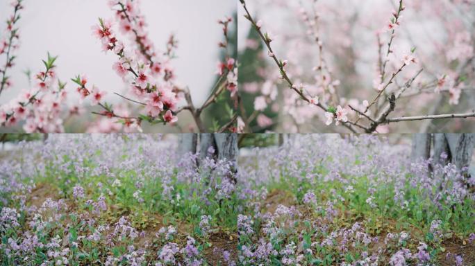 春季萌芽粉色桃花