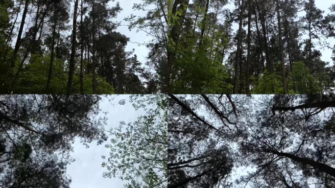 4K森林天空空镜头-可商用