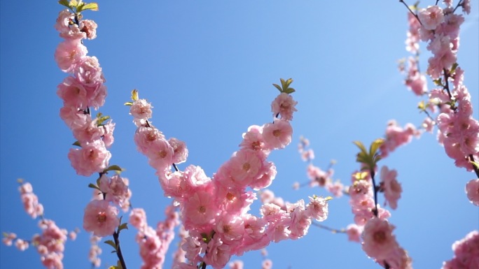 粉色桃花桃花春天阳光春季桃树