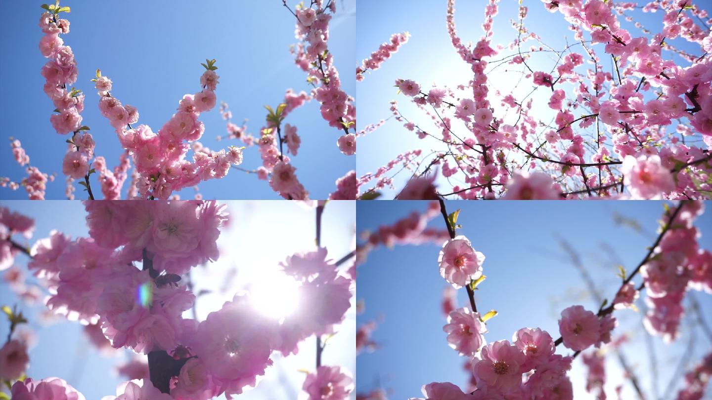 粉色桃花桃花春天阳光春季桃树