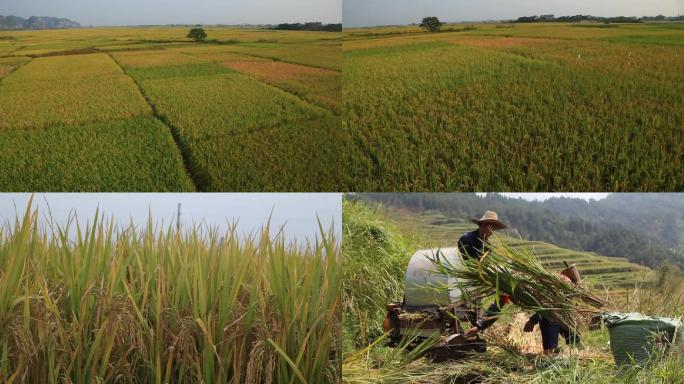 水稻谷子生长成熟收割 三农 稻浪 秋收