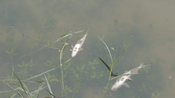 死鱼漂浮、水质污染