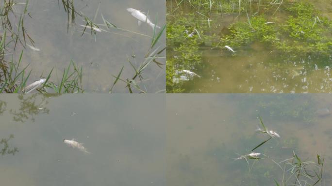 死鱼漂浮、水质污染