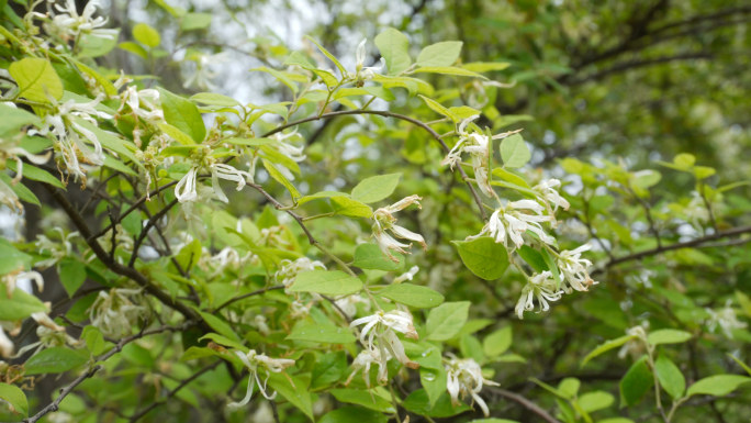 【4K】白花檵木实拍