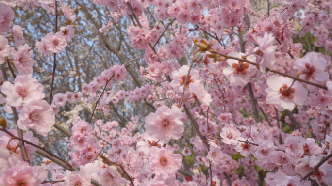 4K春天樱花-清新自然-美丽淡雅