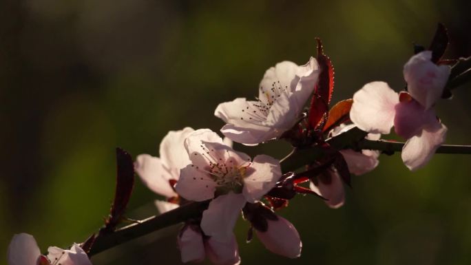 春天连翘花迎春花桃花盛开春天景色花草