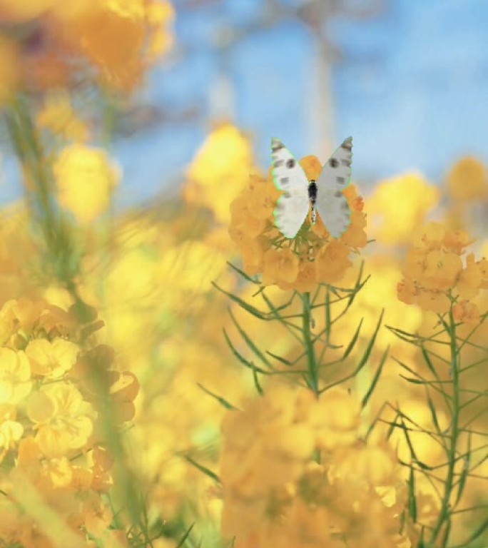 油菜花间蝴蝶舞