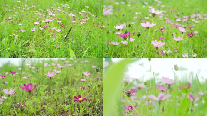 春天小花、野花丛秋英