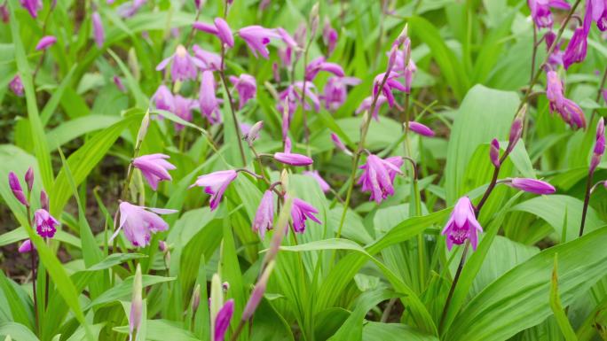 【4K】白芨中药材、中药种植基地