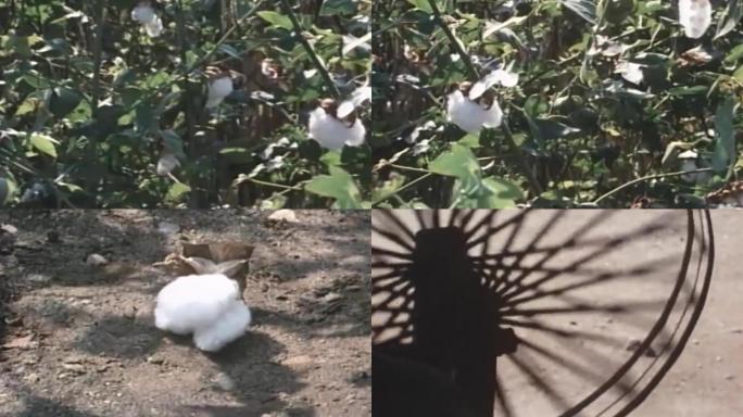 70年代棉花种植