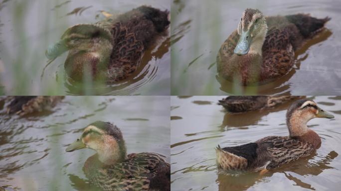 麻鸭特写戏水