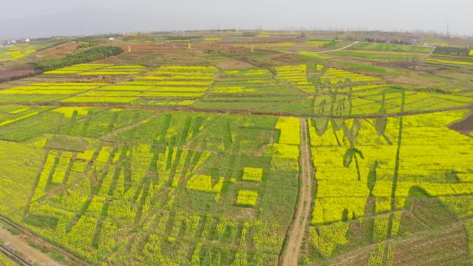 4K航拍陕西汉中城固世外桃源图案油菜花