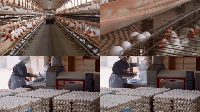 鸡蛋加工厂