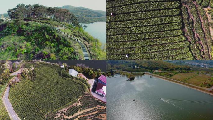 南京黄龙岘茶村景区航拍采茶茶园山水