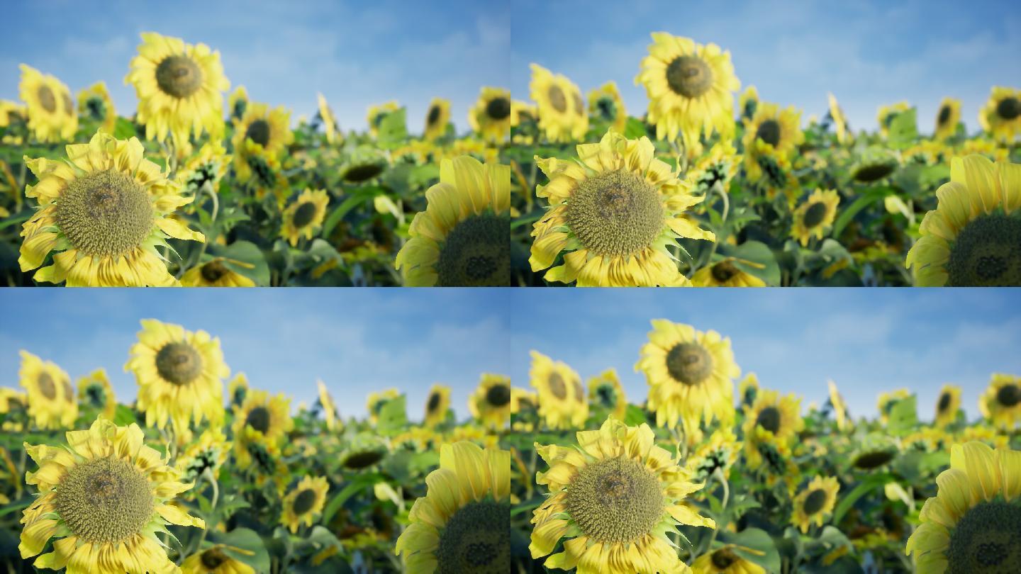 太阳花向日葵视频素材