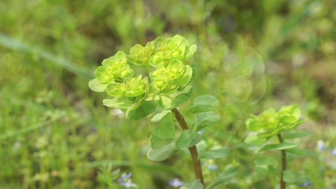 野生植物中草药泽漆