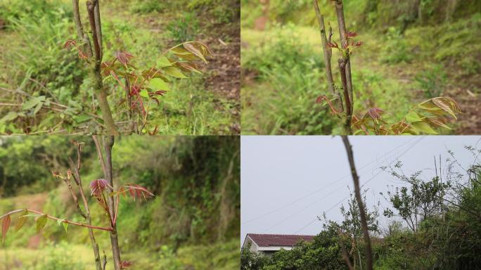 采摘野菜香椿树香椿特写